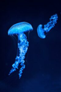 Píchání v nose účinně léčí rýmu i alergie – zkušenosti