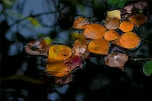 Akupresurní Pás: Přirozená Léčba Pro Nepříjemné Pocity